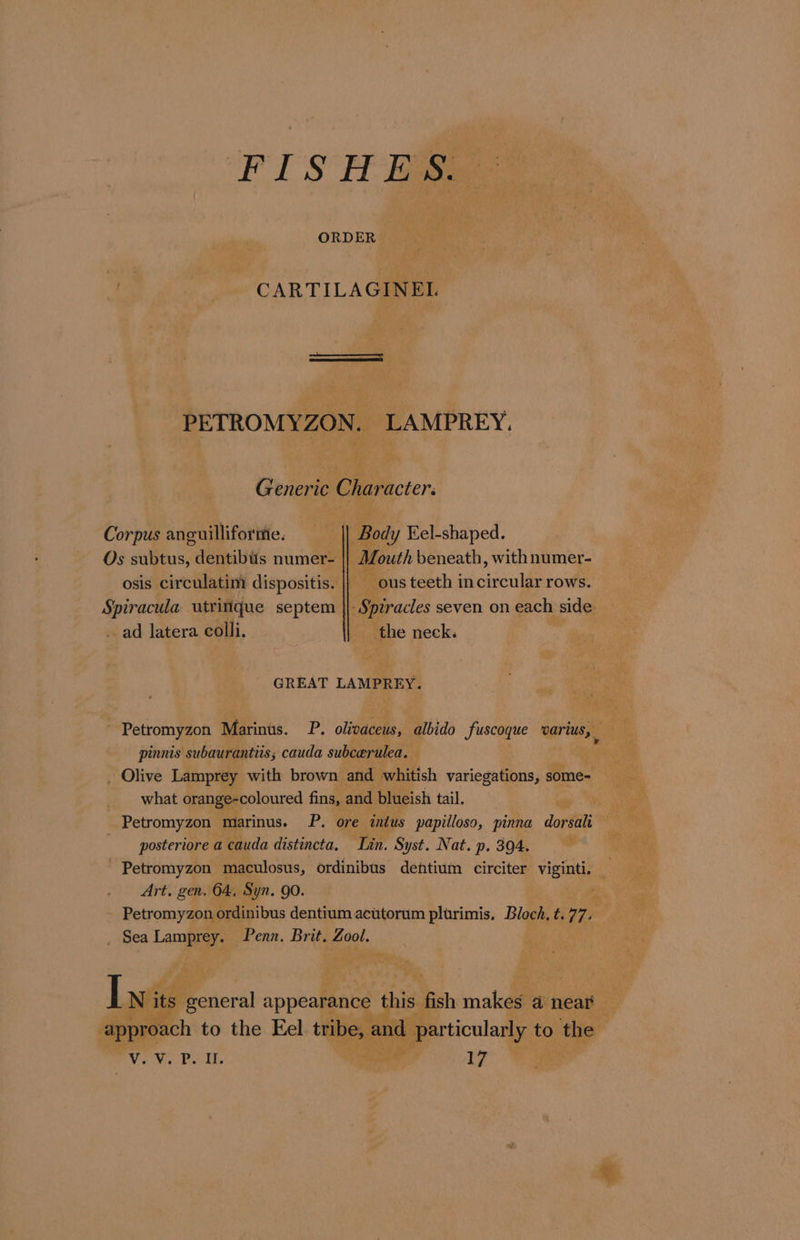 FISHES. Ta _ CARTILAGINEIL. PETROMYZON. LAMPREY. Generic Character. Corpus anguilliforitie. —_—| Body Fel-shaped. Os subtus, dentibtis numer- | Mouth beneath, with numer- osis circulatim dispositis. |} ous teeth in circular rows. Spiracula utritique septem | Spiracles seven on each side ad latera colli, the neck. GREAT LAMPREY. ~ Petromyzon Marinus. P. olivaceus, albido fuscoque oarius, pinnis subaurantiis; cauda subcerulea. | . Olive Lamprey with brown and whitish variegations, some- ___ what orange-coloured fins, and blueish tail. Petromyzon marinus. P. ore intus papilloso, pinna dorsali posteriore a cauda distincta, Tin. Syst. Nat. p. 394. Petromyzon maculosus, ordinibus dentium circiter viginti. — Art. gen. 64, Syn. 90. A - Petromyzon ordinibus dentium acutorum plirimis. Bloch, t.77. _ Sea Laie Penn. Brit. pa. | Lwits its Fenersl appearance this fish makes a near : 3 approach to the Eel tribe, and particularly to the Viarwie Pall, al ty