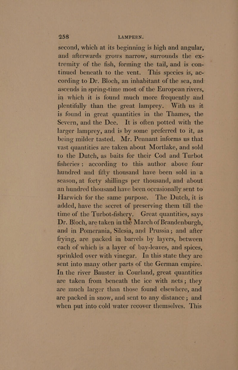 second, which at its beginning is high and angular, and afterwards grows narrow, surrounds the ex- tremity of the fish, forming the tail, and is con- tinued beneath to the vent. This species is, ac- cording to Dr. Bloch, an inhabitant of the sea, and: ascends in spring-time most of the European rivers, in which it is found much more frequently and plentifully than the great lamprey. With us it is found in great quantities in the Thames, the Severn, and the Dee. It is often potted with the larger lamprey, and is by some preferred to it, as being milder tasted, Mr. Pennant informs us that vast quantities are taken about Mortlake, and sold to the Dutch, as baits for their Cod and Turbot fisheries; according to this author above four hundred and fifty thousand have been sold in a season, at forty shillings per thousand, and about an hundred thousand have been occasionally sent to Harwich for the same purpose. The Dutch, it is added, have the secret of preserving them till the time of the Turbot-fishery. Great quantities, says Dr. Bloch, are taken in the March of Brandenburgh, and in Pomerania, Silesia, and Prussia; and after frying, are packed in barrels by layers, between each of which is a layer of bay-leaves, and spices, sprinkled over with vinegar. In this state they are sent into many other parts of the German empire. In the river Bauster in Courland, great quantities are taken from beneath the ice with nets; they are much larger than those found elsewhere, and are packed in snow, and sent to any distance ; and when put into cold water recoyer themselves. This