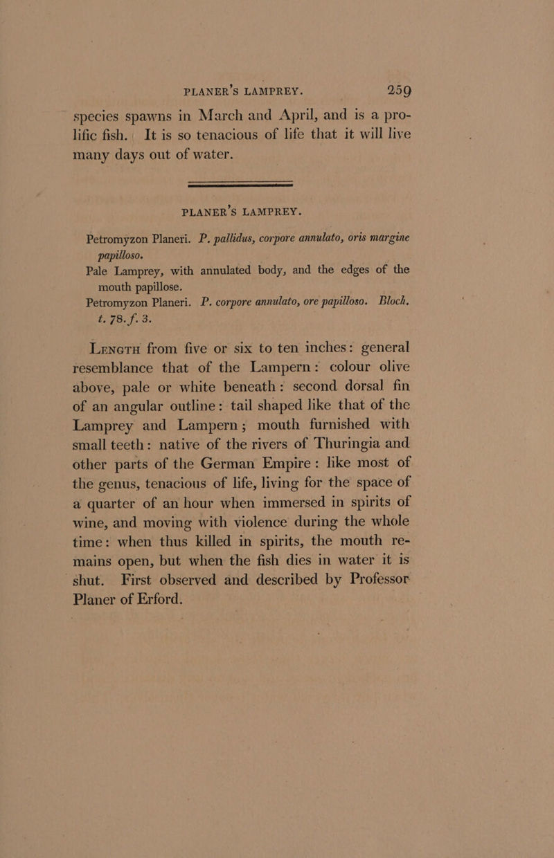 species spawns in March and April, and is a pro- lific fish.; It is so tenacious of life that it will live many days out of water. PLANER’S LAMPREY. Petromyzon Planeri. P. pallidus, corpore annulato, oris margine papilloso. Pale Lamprey, with annulated body, and the edges of the mouth papillose. . Petromyzon Planeri. P. corpore annulato, ore papilloso. Bloch, t. 78. f. 3. Lenotu from five or six to ten inches: general resemblance that of the Lampern: colour olive above, pale or white beneath: second. dorsal fin of an angular outline: tail shaped like that of the Lamprey and Lampern; mouth furnished with small teeth: native of the rivers of Thuringia and other parts of the German Empire: like most of the genus, tenacious of life, living for the space of a quarter of an hour when immersed in spirits of wine, and moving with violence during the whole time: when thus killed in spirits, the mouth re- mains open, but when the fish dies in water it is shut. First observed and described by Professor Planer of Erford.