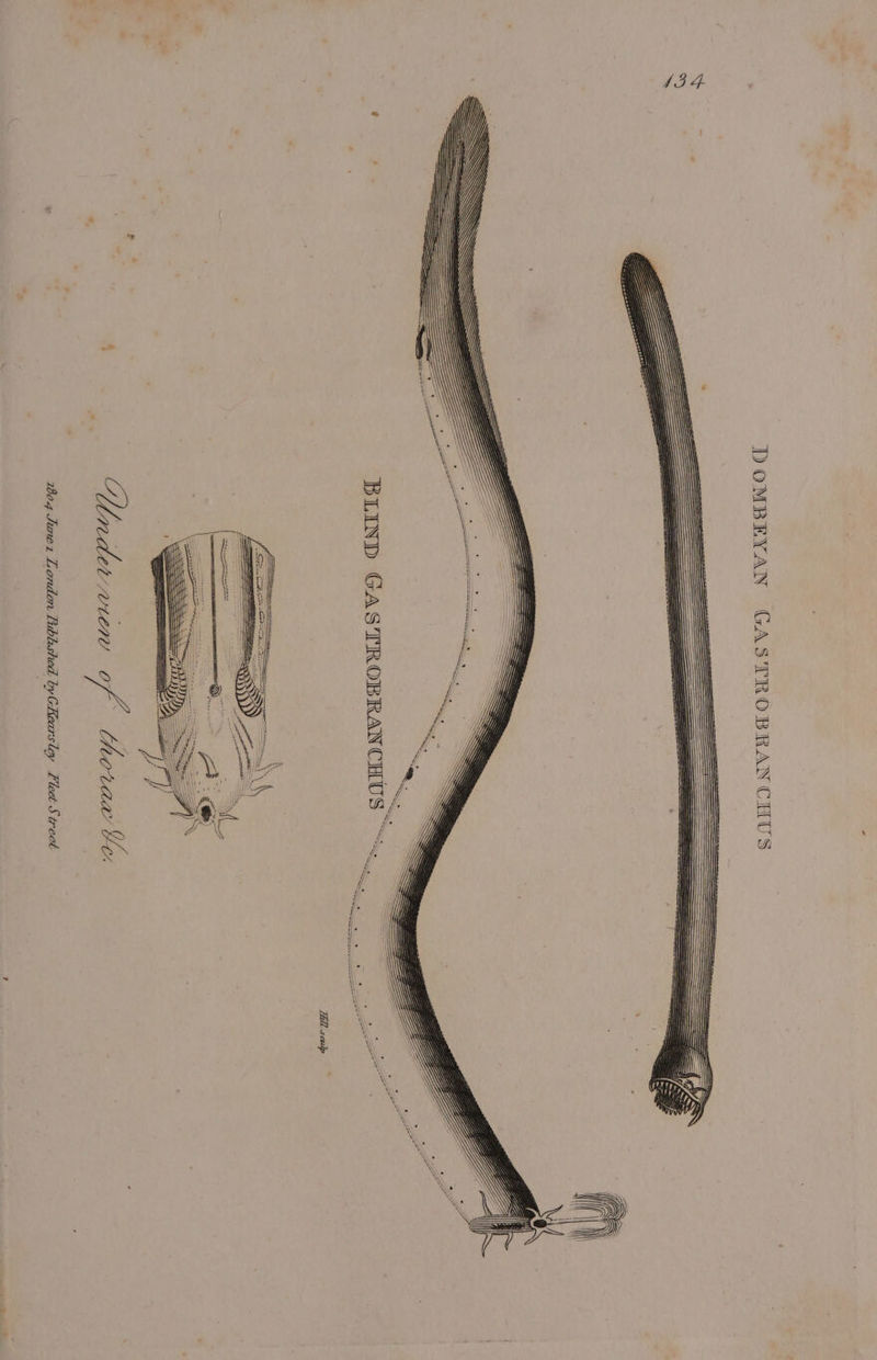 43 4. a \\ Y) Le — SSS Yi \ \\ x \’ \ \ YY \ ™ : \) . \ . \ N \ \ \ Ye? \) SY \ 4 \ \ \ F \ \\ EY) \\ Y Wa AY ies —— ( ey BLIND GASTROBRANCHUS “.__ : SS toed Pop Sem of Uhovan Vo. 1604 Junez London Riblshed by GEearsley Fleet Street