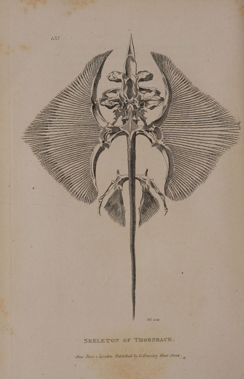 ARIELLE! Sk oe rau gu ep muAUD AT 2 ZAll sculp. SKELETON OF THORNBACK. 1604. June x London. Published by G-Hearsley Hleet Stret. ,