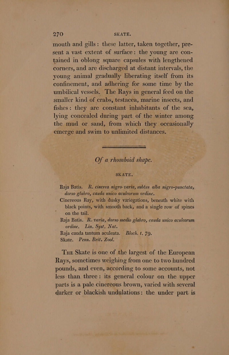 270 SKATE. mouth and gills: these latter, taken together, pre- sent a vast extent of surface: the young are con- tained in oblong square capsules with lengthened corners, and are discharged at distant intervals, the young animal gradually liberating itself from its confinement, and adhering for some time by the umbilical vessels. The Rays in general feed on the smaller kind of crabs, testacea, marine insects, and fishes: they are constant inhabitants of the sea, lying concealed during part of the winter among the mud or sand, from which they occasionally emerge and swim to unlimited distances. Of a rhomboid shape. 7 SKATE. Raja Batis. R. cinerea nigro- varia, subtus alba nigro-punctata, dorso glabro, cauda unico aculeorum ordine. Cinereous Ray, with dusky variegations, beneath white with black points, with smooth back, and a single row of spines on the tail. | Raja Batis. R. varia, dorso medio glabro, cauda unico aculeorum ordine. Lin, Syst. Nat. Raja cauda tantum aculeata. Bloch. t. 79. Skate. Penn. Brit. Zool. Tue Skate is one of the largest of the European Rays, sometimes weighing from one to two hundred pounds, and even, according to some accounts, not less than three: its general colour on the upper parts is a pale cinereous brown, varied with several darker or blackish undulations: the under part. is