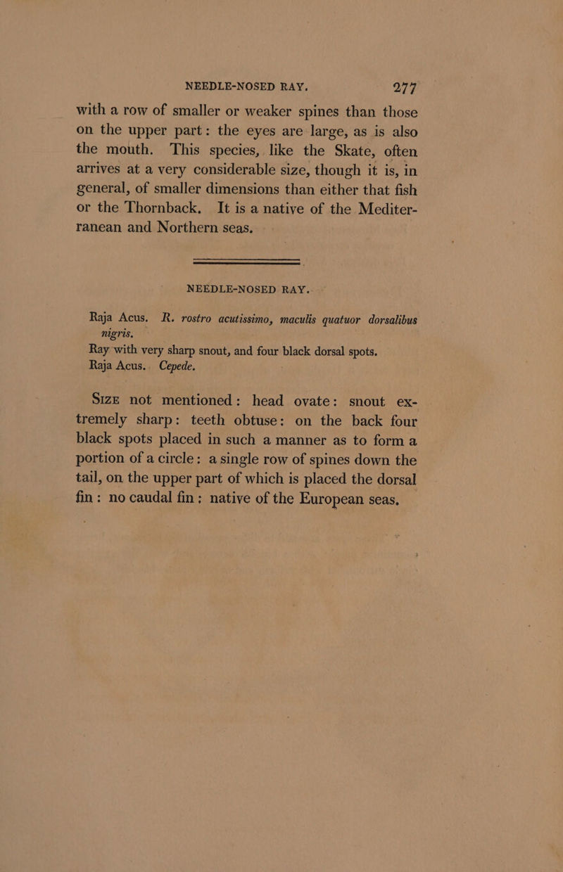 NEEDLE-NOSED RAY. 277 with a row of smaller or weaker spines than those on the upper part: the eyes are large, as is also the mouth. This species, like the Skate, often arrives at a very considerable size, though it is, in general, of smaller dimensions than either that fish or the Thornback. It is a native of the Mediter- ranean and Northern seas, | NEEDLE-NOSED RAY.. | Raja Acus. R. rostro acutissimo, maculis quatuor dorsalibus nigris, — Ray with very sharp snout, and four black dorsal spots. Raja Acus.. Cepede. SIZE not mentioned: head ovate: snout ex- tremely sharp: teeth obtuse: on the back four black spots placed in such a manner as to form a portion of a circle: a single row of spines down the tail, on the upper part of which is placed the dorsal fin: no caudal fin; native of the European seas,