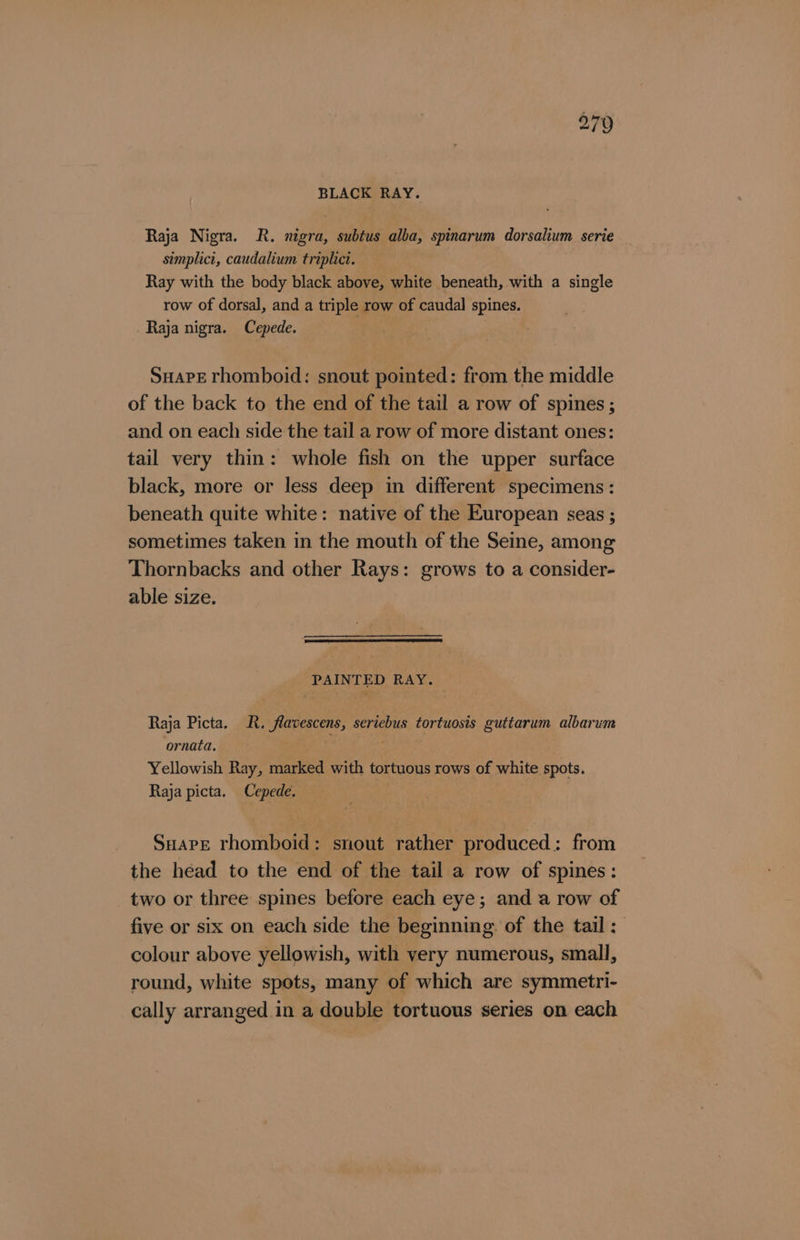 BLACK RAY. Raja Nigra. R. nigra, subtus alba, spinarum dorsalium serie simplici, caudalium triplici. Ray with the body black above, white beneath, with a single row of dorsal, and a triple row of caudal spines. Raja nigra. Cepede. : ) SHAPE rhomboid: snout pointed: from the middle of the back to the end of the tail a row of spines; and on each side the tail a row of more distant ones: tail very thin: whole fish on the upper surface black, more or less deep in different specimens: beneath quite white: native of the European seas ; sometimes taken in the mouth of the Seine, among Thornbacks and other Rays: grows to a consider- able size. PAINTED RAY. Raja Picta. R. flavescens, seriebus tortuosis guttarum albarum ornata. Yellowish Ray, marked with tortuous rows of white spots. Raja picta, Cepede. | Suarez rhomboid: snout rather produced: from the head to the end of the tail a row of spines: two or three spines before each eye; and a row of five or six on each side the beginning. of the tail: colour above yellowish, with very numerous, small, round, white spots, many of which are symmetri- cally arranged in a double tortuous series on each
