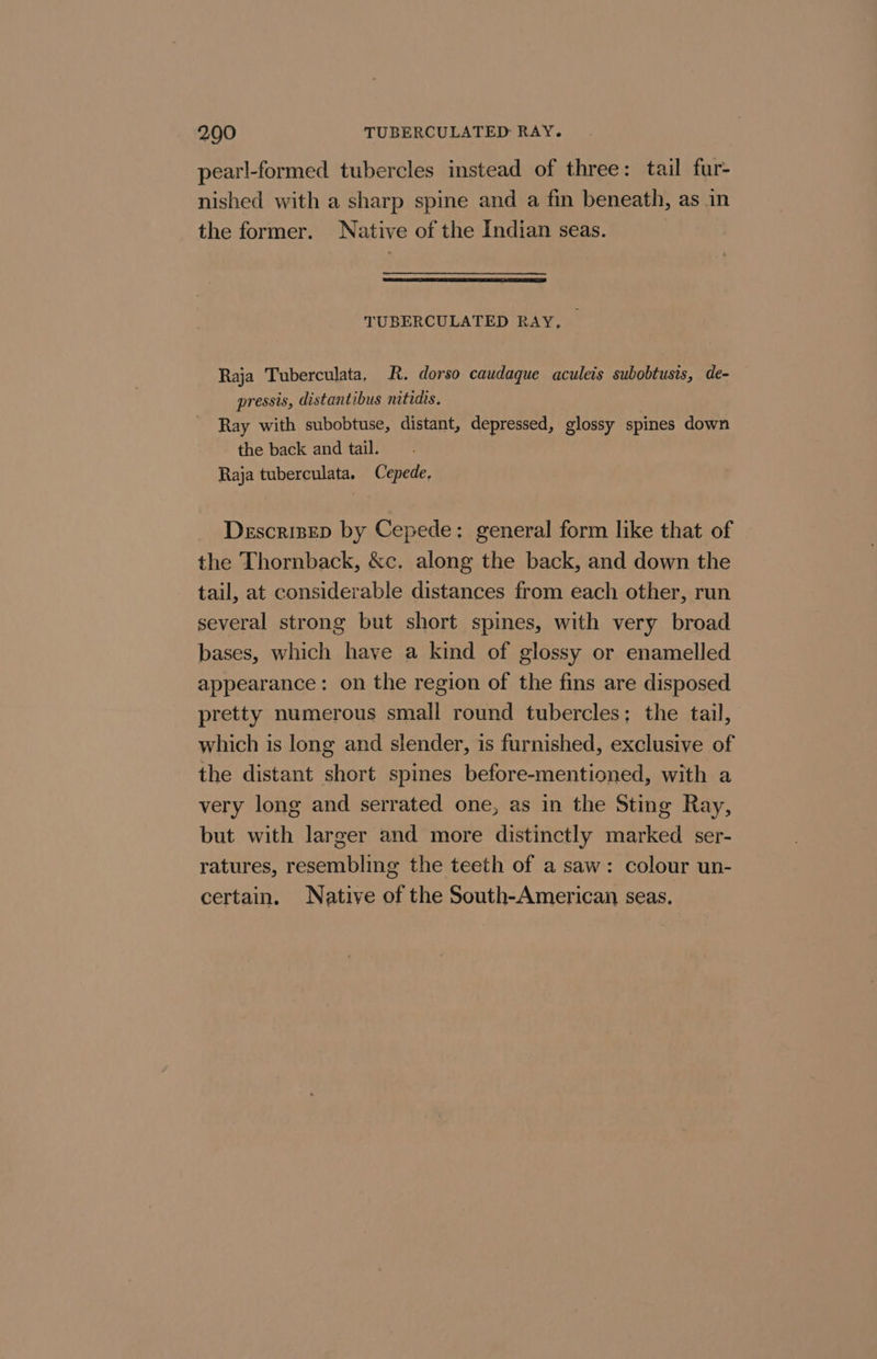 pearl-formed tubercles instead of three: tail fur- nished with a sharp spine and a fin beneath, as in the former. Native of the Indian seas. TUBERCULATED RAY, _ Raja Tuberculata. KR. dorso caudaque aculeis subobtusis, de- pressis, distantibus nitidis, Ray with subobtuse, distant, depressed, glossy spines down the back and tail. Raja tuberculata. Cepede. Descrisep by Cepede: general form like that of the Thornback, &amp;c. along the back, and down the tail, at considerable distances from each other, run several strong but short spines, with very broad bases, which have a kind of glossy or enamelled appearance: on the region of the fins are disposed pretty numerous small round tubercles; the tail, which is long and slender, is furnished, exclusive of the distant short spines before-mentioned, with a very long and serrated one, as in the Sting Ray, but with larger and more distinctly marked ser- ratures, resembling the teeth of a saw: colour un- certain. Native of the South-American seas.