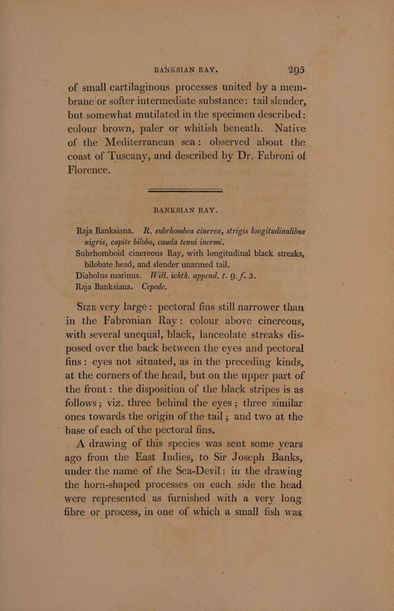 BANKSIAN RAY, 295 of small cartilaginous processes united by a mem- brane 'or softer intermediate substance: tail slender, but somewhat mutilated in the specimen described: colour brown, paler or whitish beneath. Native of the Mediterranean sea: observed about. the coast of Tuscany, and described by Dr. Fabroni of Florence. BANKSIAN RAY. ~ Raja Banksiana. R. subrhombea cinerea, strigis longitudinalibus nigris, capite bilobo, cauda tenut inermi. - Subrhomboid cinereous Ray, with longitudinal black streaks, bilobate head, and slender unarmed tail, -Diabolus marinus. Will. ichth. append. t. 9. f. 3. Raja Banksiana. Cepede. Size very large: pectoral fins still narrower than in the Fabronian Ray: colour above cinereous, with several unequal, black, lanceolate streaks dis- posed over the back between the eyes and pectoral fins : eyes not situated, as in the preceding kinds, at the corners of the head, but on the upper part of the front : the disposition of the black stripes is as follows; viz. three behind the eyes ; three similar ones towards the origin of the tail ; and two at the - base of each of the pectoral fins. _ A drawing of this species was sent some years ago from the East Indies, to Sir Joseph Banks, under the name of the Sea-Devil: in the drawing the horn-shaped processes on each side the head were represented as furnished with a very long fibre or process, in one of which a small fish was