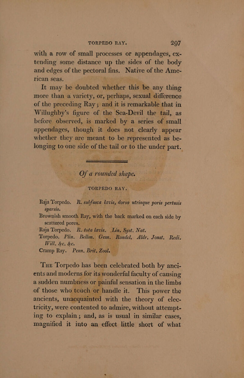 with a row of small processes or appendages, ex- tending some distance up the sides of the body and edges of the peters) fins. Native of the Ame- rican seas. It may be doubted whether this be any thing more than a variety, or, perhaps, sexual difference of the preceding Ray; and it is remarkable that in Willughby’s figure of the Sea-Devil the tail, as before observed, is marked by a series of small appendages, though it does not clearly appear whether they are meant to be represented as be- longing to one side of the tail or to the under part. ofa a rounded shape aay _ TORPEDO RAY. Raja Torpedo. R. stfaca te levis, dorso ern ports pertusis sparsis. | Brownish smoot Ray, with the back marked on each side by scattered pores, Raja Torpedo. R. tota teen. ree Syst. Nat. Torpedo. Plin. Bellon. Gene: Rondel. Aldr, Jonst. Redi. Will. &amp;c. &amp;c. Cramp Ray. Penn. Brit. Zool. sf Tue Torpedo has hedh celebrated both by anci- ents and moderns for its wonderful faculty of causing a sudden numbness or painful sensation in the limbs of those who teuch or handle it. This power the ancients, unacquainted with the theory of elec- tricity, were contented to admire, without attempt- ing to explain; and, as is usual in similar cases, magnified it into an effect little short of what