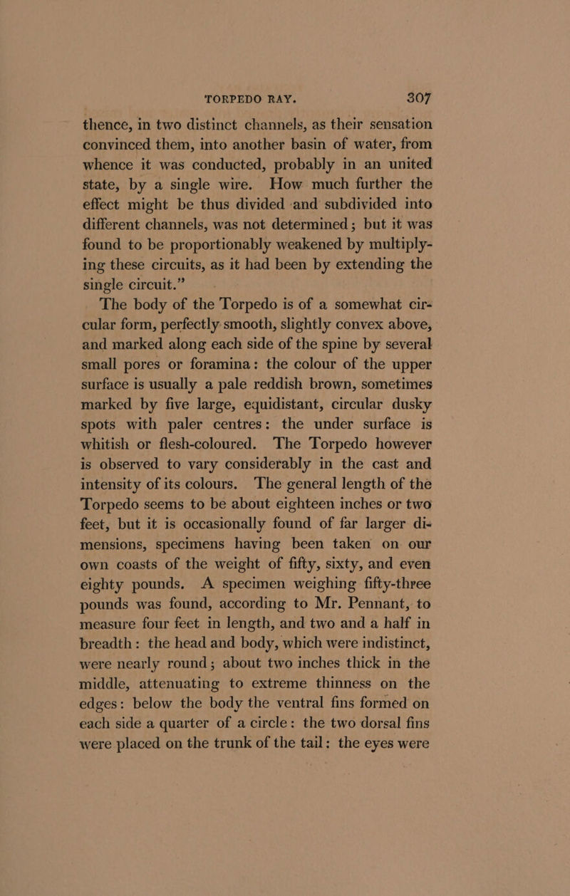 thence, in two distinct channels, as their sensation convinced them, into another basin of water, from whence it was conducted, probably in an united state, by a single wire. How much further the effect might be thus divided and subdivided into different channels, was not determined ; but it was found to be proportionably weakened by multiply- ing these circuits, as it had been by extending the single circuit.” The body of the Torpedo is of a somewhat cir- cular form, perfectly-smooth, slightly convex above, and marked along each side of the spine by several small pores or foramina: the colour of the upper surface is usually a pale reddish brown, sometimes marked by five large, equidistant, circular dusky spots with paler centres: the under surface is whitish or flesh-coloured. ‘The Torpedo however is observed to vary considerably in the cast and intensity of its colours. ‘The general length of the Torpedo seems to be about eighteen inches or two feet, but it is occasionally found of far larger di- mensions, specimens having been taken on our own coasts of the weight of fifty, sixty, and even eighty pounds. A specimen weighing fifty-three pounds was found, according to Mr. Pennant, to measure four feet in length, and two and a half in breadth: the head and body, which were indistinct, were nearly round; about two inches thick in the middle, attenuating to extreme thinness on the edges: below the body the ventral fins formed on each side a quarter of a circle: the two dorsal fins were placed on the trunk of the tail: the eyes were