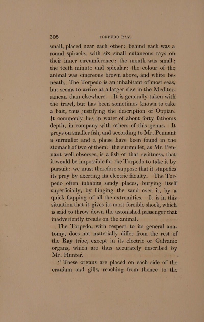 small, placed near each other: behind each was a round spiracle, with six. small cutaneous rays on their inner circumference: the mouth was small ; the teeth minute and spicular: the colour of the animal was cinereous brown above, and white be- neath, The Torpedo is an inhabitant of most seas, but seems to arrive at a larger size in the Mediter- ranean than elsewhere, It is generally taken with the trawl, but has been sometimes known to take a bait, thus justifying the description: of Oppian. Jt commonly lies in water of about forty fathoms depth, in company with others of this genus. It preys on smaller fish, and according to Mr. Pennant. a surmullet and a plaise have been found in the stomach of two of them: the surmullet, as Mr. Pen- nant well observes, is a fish of that swiftness, that it would be impossible for the Torpedo to take it by pursuit: we must therefore suppose that it stupefies its prey by exerting its electric faculty. The Tor- pedo often inhabits sandy places, burying itself superficially, by flinging the sand over it, by a quick flapping of all the extremities. It is in this. situation that it gives its most forcible shock, which is said to throw down the astonished passenger that inadvertently treads on the animal. The Torpedo, with respect. to its general ana- tomy, does not materially differ from the rest of the Ray. tribe, except in its electric or Galvanic organs, which are thus accurately described by Mr. Hunter. 7 bis «* These organs are placed on each side of the cranium and gills, reaching from thence to the