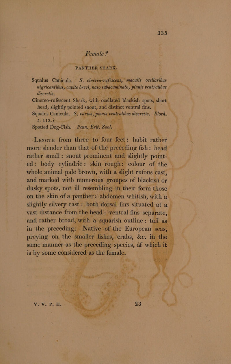 Female ? e &gt; PANTHER SHARK. Squalus Canicula. S. cinereo-rufesce s,maculis ocellaribus nigricantibus, capite daw naso suba inato, pinnis ventralibus — discretis. 7 ’ t. Ay a way, | Cinereo-rufescent Shark, with: ocellat | blackish spots, short head, slightly pointed sriout, ‘and distinct ventral fins. — Squalus Canicula. S. “ges Pinnistwentraibus wile Bioch. Es 112, Printed oa ? Spotted Dog-Fish. belt Zoot. . % #? &gt; ier s, 7 | fe ‘ af % ‘Leneta from three to four a habit rather rather small: snout prominent and | slightly point- ed: body cylindric: skin rough: colour of the whole animal pale brown, with a slight rufous cast, and marked with numerous groupes of blackish or dusky. spots, not ill resembling in their form those on the skin of a panther: | abdomen whitish, with a slightly silvery cast : both’ dorsal fins situated at a Fs vast distance from the head : “ventral fins separate, and rather broad, ith | a squarish outline : tai au f Py fe fee ee tS