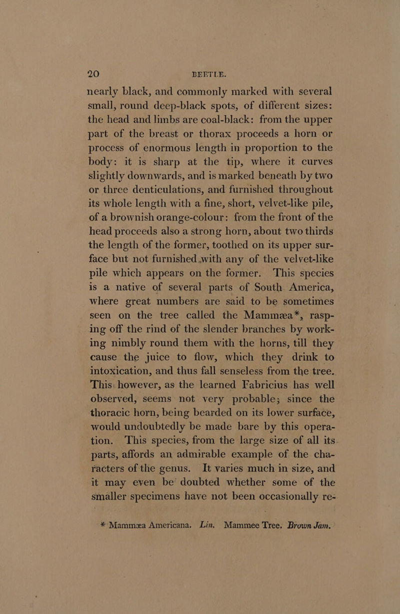 nearly black, and commonly marked with several small, round deep-black spots, of different sizes: the head and limbs are coal-black: from the upper part of the breast or thorax proceeds a horn or process of enormous length in proportion to the body: it is sharp at the tip, where it curves slightly downwards, and is marked beneath by two or three denticulations, and furnished throughout its whole length with a fine, short, velvet-like pile, of a brownish orange-colour: from the front of the head proceeds also a strong horn, about two thirds the length of the former, toothed on its upper sur- face but not furnished with any of the velvet-like pile which appears on the former. This species is a native of several parts of South America, where great numbers are said to be sometimes seen on the tree called the Mammea”*, rasp- ing off the rind of the slender branches by work- ing nimbly round them with the horns, till they cause the juice to flow, which they drink to intoxication, and thus fall senseless from the tree.. This: however, as the learned Fabricius has well observed, seems not very probable; since the thoracic horn, being bearded on its lower surface, would undoubtedly be made bare by this opera- tion. ‘This species, from the large size of all its. parts, affords an admirable example of the cha- racters of the genus. It varies much im size, and it may even be doubted whether some of the smaller specimens have not been occasionally re- * Mamma Americana. Lin. Mammee Tree. Brown Jam.