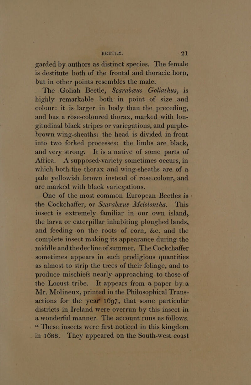 BEETLE. =, HY garded by authors as distinct species. ‘The female is destitute both of the frontal and thoracic horn, but in other points resembles the male. The Goliah Beetle, Scarabeus Goliathus, is highly remarkable both in point of size and colour: it is larger in body than the preceding, and has a rose-coloured thorax, marked with lon- - gitudinal black stripes or variegations, and purple- brown wing-sheaths: the head is divided in front into two forked processes: the limbs are black, and very strong. It is a native of some parts of Africa. A supposedsvariety sometimes occurs, in which both the thorax and wing-sheaths are of a pale yellowish brown instead of rose-colour, and are marked with black variegations. One of the most common European Beetles is : the Cockchaffer, or Scarabeus Melolontha. This insect is extremely familiar in our own island, the larva or caterpillar inhabiting ploughed lands, and feeding on the roots of.corn, &amp;c. and the complete insect making its appearance during the middle and the decline of summer. The Cockchaffer “sometimes appears in such prodigious quantities as almost to strip the trees of their foliage, and to produce mischiefs nearly approaching to those of the Locust tribe. It appears from a paper bya Mr. Molineux, printed in the Philosophical Trans- actions for the year 1697, that some particular districts in Ireland were overrun by this insect in a wonderful manner. The account runs as follows. «“ These insects were first noticed in this kingdom _in 1688. They appeared on the South-west coast