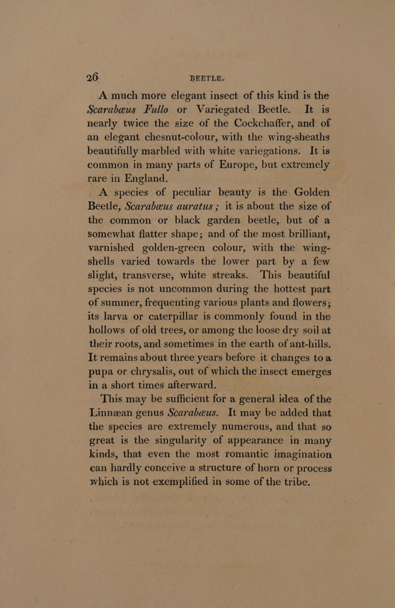 A much more elegant insect of this kind is the Scarabeus Fulleo or Variegated Beetle. It is nearly twice the size of the Cockchaffer, and of an elegant chesnut-colour, with the wing-sheaths beautifully marbled with white variegations. It is common in many parts of Europe, but extremely rare in England. A species of peculiar beauty is the Golden Beetle, Scarabeus auratus ; it is about the size of the common or black garden beetle, but of a somewhat flatter shape; and of the most brilliant, varnished golden-green colour, with the wing- shells varied towards the lower part by a few slight, transverse, white streaks. This beautiful species is not uncommon during the hottest part of summer, frequenting various plants and flowers; its larva or caterpillar is commonly found in the hollows of old trees, or among the loose dry soil at their roots, and sometimes in the earth of ant-hills. It remains about three years before it changes toa pupa or chrysalis, out of which the insect emerges in a short times afterward. This may be sufficient for a general idea of the Linnzan genus Scarabeus. It may be added that. the species are extremely numerous, and that so great is the singularity of appearance in many kinds, that even the most romantic imagination can hardly conceive a structure of horn or process which is not exemplified in some of the tribe.