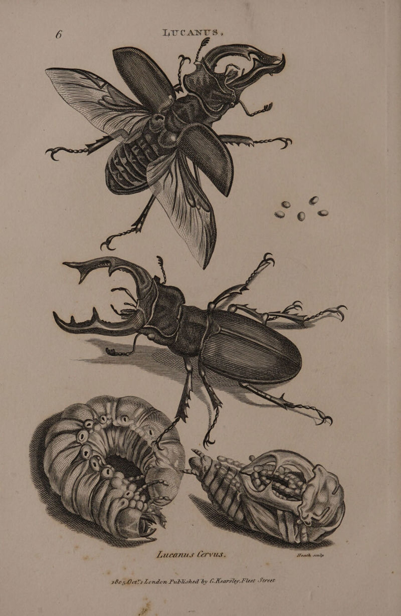 Lucanus CTVvus. Heath seule ‘ 780 5,0ct?1 London Published by CKearsley, Fleet Street ‘ ya