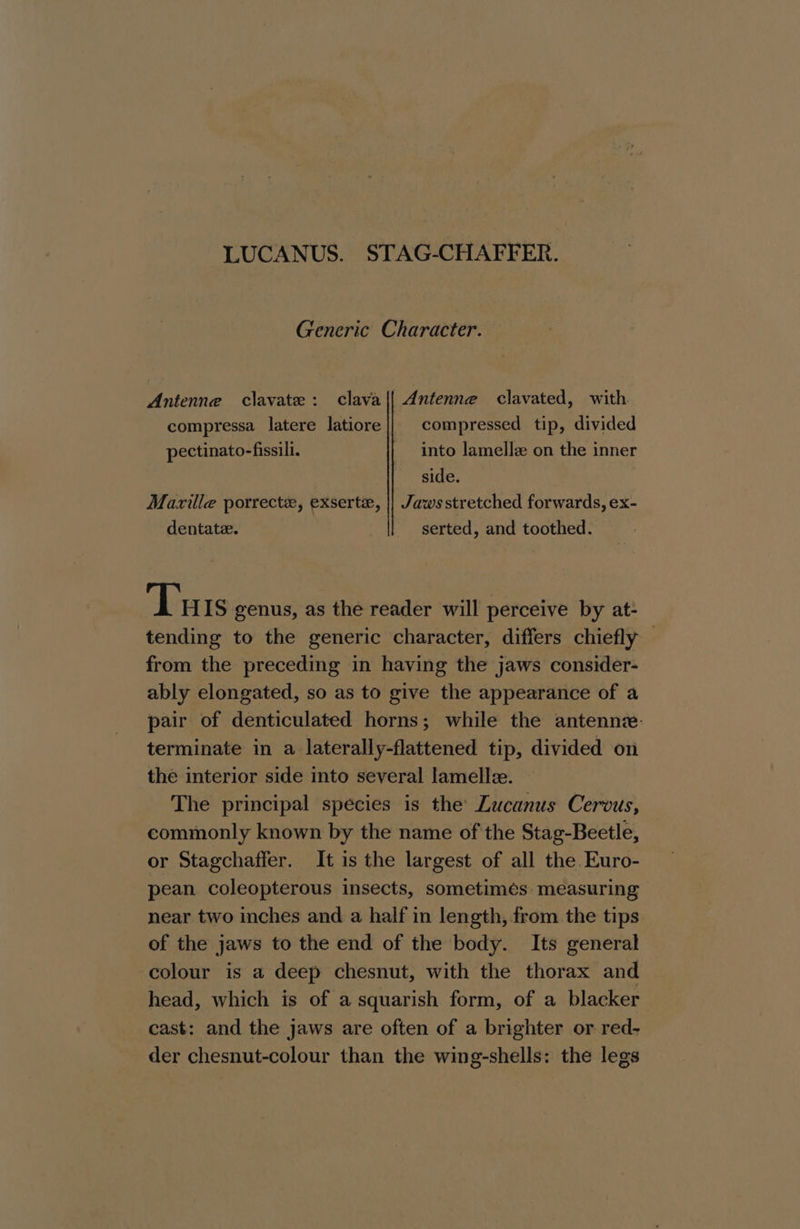 LUCANUS. STAG-CHAFFER. Generic Character. Antenne clavate: clava{| dntenne clavated, with compressa latere latiore compressed tip, divided pectinato-fissili. _ into lamelle on the inner side. Marille porrectx, exserte, || Jawsstretched forwards, ex- dentate. serted, and toothed. Tu IS genus, as the reader will perceive by at- tending to the generic character, differs chiefly from the preceding in having the jaws consider- ably elongated, so as to give the appearance of a pair of denticulated horns; while the antennz-. terminate in a laterally-flattened tip, divided on the interior side into several lamelle. The principal species is the’ Zucanus Cervus, commonly known by the name of the Stag-Beetle, or Stagchaffer. It is the largest of all the Euro- pean coleopterous insects, sometimes measuring near two inches and a half in length, from the tips of the jaws to the end of the body. Its general colour is a deep chesnut, with the thorax and head, which is of a squarish form, of a blacker cast: and the jaws are often of a brighter or red- der chesnut-colour than the wing-shells: the legs