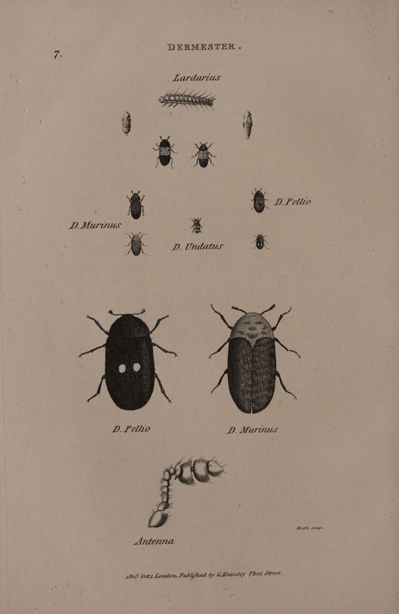 DERMESTER. D.Pellio D.Murinus 7m D. Fellto Heath sciulp Anicrna | 2808 Oct2z London, Publyfhed bv @icarsley Fleet Street. “