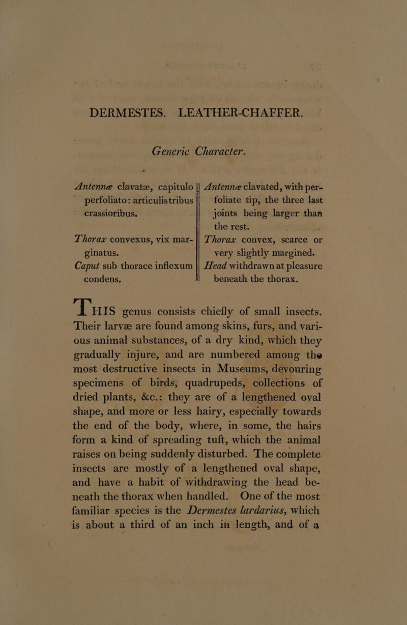 DERMESTES. LEATHER-CHAFFER. Generic Character. Antenne clavate, capitulo || Antenne clavated, with per- perfoliato: articulistribus foliate tip, the three last crassioribus. {| joints being larger than the rest. i Thorax convexus, vix mar- || Thorax convex, scarce or ginatus. very slightly margined. Caput sub thorace inflexum || Head withdrawn at pleasure condens. | beneath the thorax. Tus genus consists chiefly of small insects. Their larvee are found among skins, furs, and vari- ous animal substances, of a dry kind, which they gradually injure, and are numbered among the most destructive insects in Museums, devouring specimens of birds, quadrupeds, collections of dried plants, &amp;c.: they are of a lengthened oval shape, and more or less hairy, especially towards the end of the body, where, in some, the hairs form a kind of spreading tuft, which the animal raises on being suddenly disturbed. The complete insects are mostly of a lengthened oval shape, and have a habit of withdrawing the head be- neath the thorax when handled. One of the most - familiar species is the Dermestes lardarius, which is about a third of an inch in length, and of a |