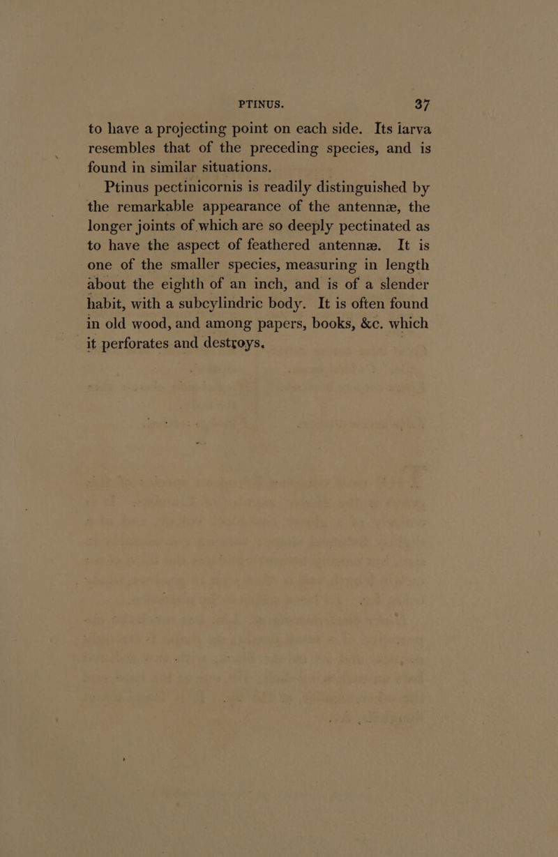 PTINUS. a7 to have a projecting point on each side. Its iarva resembles that of the preceding species, and is found in similar situations. Ptinus pectinicornis is readily distinguished by the remarkable appearance of the antennz, the longer joints of which are so deeply pectinated as to have the aspect of feathered antenne. It is one of the smaller species, measuring in length about the eighth of an inch, and is a a slender habit, with a subcylindric body. It is often found in old wood, and among papers, books, &amp;c. which it perforates and destroys.