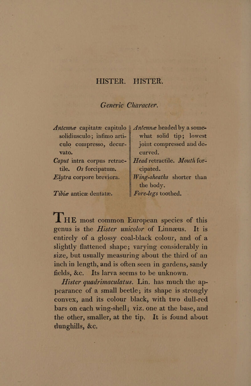 HISTER. HISTER. Generic Character. Antenne capitate capitulo || Antenne headed by a some= solidiusculo; infimo arti- what solid tip; lowest culo compresso, decur- | joint compressed and de- vato. | curved. - Caput intra corpus retrac- || Head retractile. Mouth for- tile. Os forcipatum. cipated. LElytra corpore breviora. Wing-sheaths shorter than the body. Tibie antice dentate. Fore-legs toothed. Tue most common European species of this genus is the Hister unicolor of Linneus. It is entirely of a glossy coal-black colour, and of a slightly flattened shape; varying considerably in size, but usually measuring about the third of an inch in length, and is often seen in gardens, sandy fields, &amp;c. Its larva seems to be unknown. Hister quadrimaeulatus. Lin. has much the ap- pearance of a small beetle; its shape is strongly convex, and its colour black, with two dull-red bars on each wing-shell; viz. one at the base, and the other, smaller, at the tip. It is found about dunghills, &amp;c.