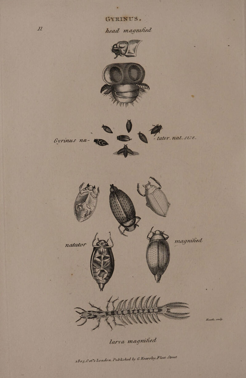 Ll GYRINUS. 1805, 0c071 London, Published by 6 Ke arsley,F leet Street
