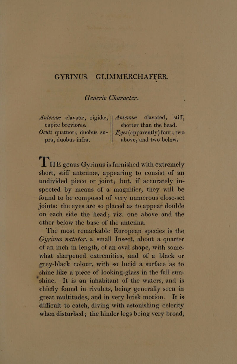 GYRINUS. GLIMMERCHAFEER. Generic Character: Antenne clavate, rigide, || Antenne clavated, _ stiff, capite breviores. shorter than the head. Ocult quatuor; duobus su- || L'yes (apparently) four; two pra, duobus infra, above, and two below. Tu E genus Gyrinus is furnished with extremely short, stiff antenne, appearing to consist of an undivided piece or joint; but, if accurately in- spected by means of a magnifier, they will be found to be composed of very numerous close-set joints: the eyes are so placed as to appear double on each side the head; viz. one above and the other below the base of the antenna. The most remarkable European species is the Gyrinus natator,a small Insect, about a quarter of an inch in length, of an oval shape, with some- what sharpened extremities, and of a black or grey-black colour, with so lucid a surface as to shine like a piece of looking-glass in the full sun- “shine. It is an inhabitant of the waters, and is chiefly found in rivulets, being generally seen in great multitudes, and in very brisk motion. It is difficult to catch, diving with astonishing celerity when disturbed; the hinder legs being very broad,