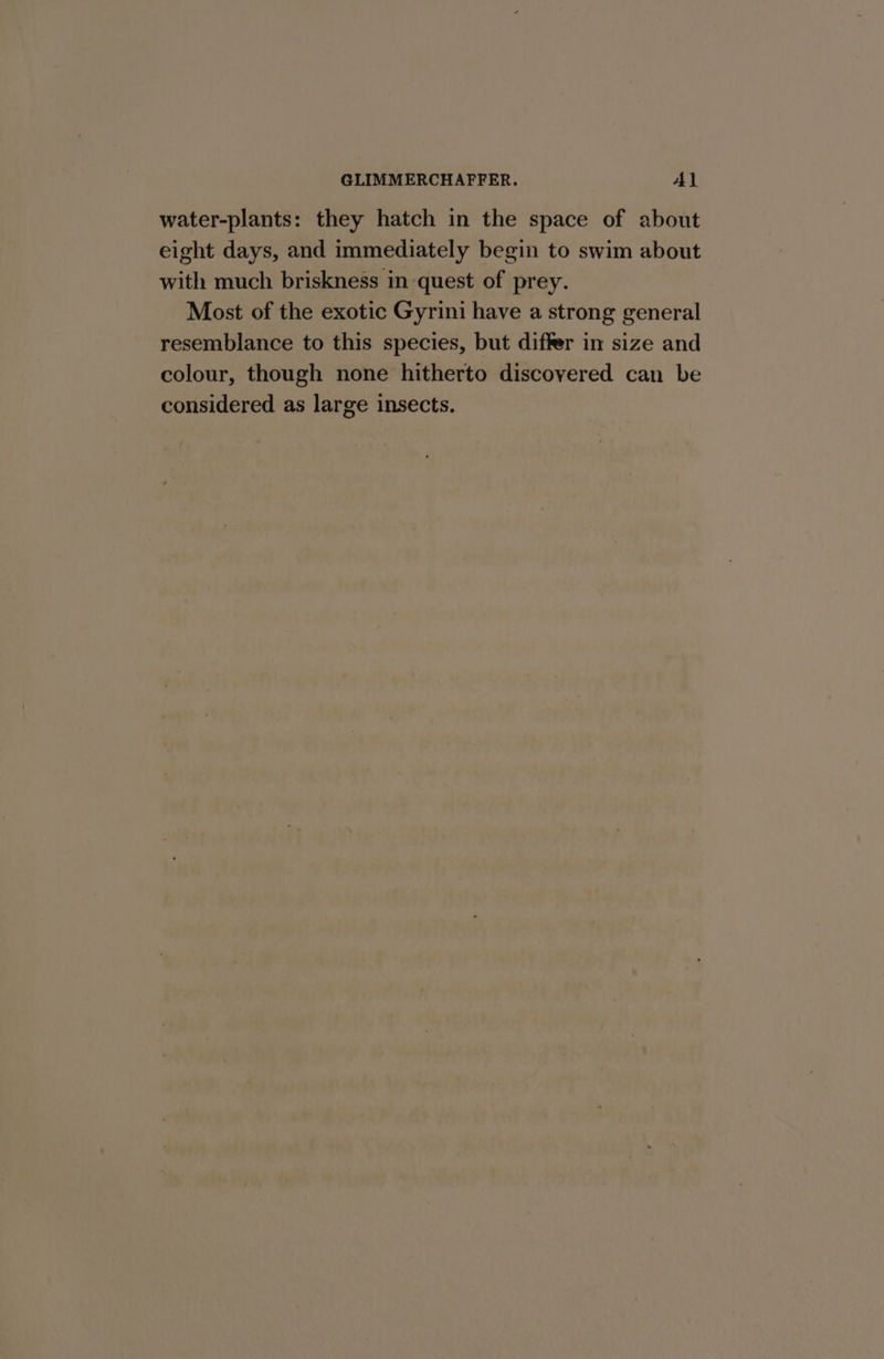 GLIMMERCHAFFER. Al water-plants: they hatch in the space of about eight days, and immediately begin to swim about with much briskness in quest of prey. Most of the exotic Gyrini have a strong general resemblance to this species, but differ in size and colour, though none hitherto discovered can be considered as large insects.