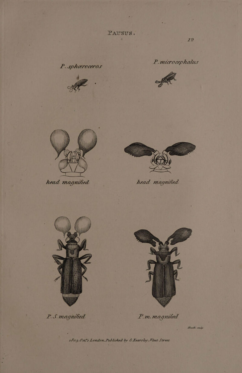 PAUSUS. q2 P.. S—PRATOCErOS head magnitied P.S. magnified Heath sculp 1005, Octl1 London, Published by C.Kearsley, Pleet Street