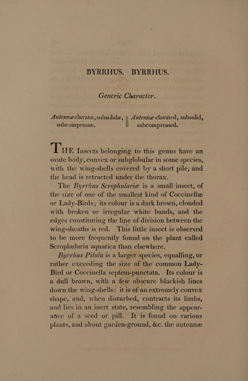 BYRRHUS. BYRRHUS. Generic Character. Antenne clavate, subsolide, | Antenne clavated, subsolid, _ subcompresse. subcompressed. Tue Insects belonging to this genus have an ovate body, convex or subglobular in some species, with the wing-shells covered by a short pile, and the head is retracted under the thorax. The Byrrhus Scrophularie is a small insect, of the size of one of the smallest kind of Coccinelle or Lady-Birds; its colour is a dark brown, clouded with broken or irregular white bands, and the edges constituting the line of division between the wing-sheaths is red. This little insect is observed to be more frequently found on the plant called Scrophularia aquatica than elsewhere. Byrrhus Pilula is a larger species, equalling, ot or rather exceeding thé size of the’ common Lady- Bird or Coccinella septem-punctata. Its colour is a dull brown, with a few obscure blackish lines down the wing-shells: it is of an extremely convex shape, and, when disturbed, contracts its limbs, and lies in an inert state, resembling the appear- ance of a seed or pill. It is found on various plants, and about garden-ground, &amp;c. the antennze