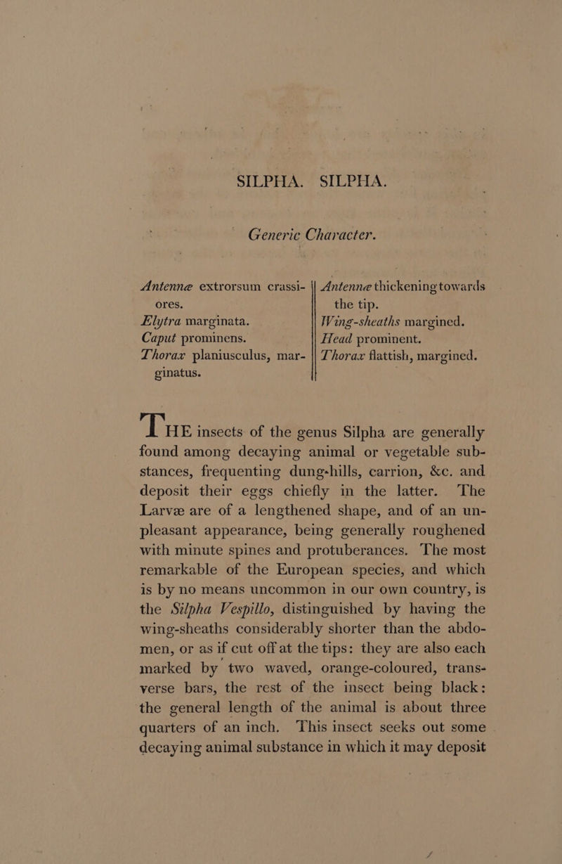 SILPHA. SILPHA. Generic Character. Antenne extrorsum crassi- || Antenne thickening towards ores. the tip. Elytra marginata. Woing-sheaths margined. Caput prominens. Head prominent. Dhorax planiusculus, mar- || Thorax flattish, margined. ginatus. | Tue insects of the genus Silpha are generally found among decaying animal or vegetable sub- stances, frequenting dung-hills, carrion, &amp;c. and deposit their eggs chiefly in the latter. The Larvee are of a lengthened shape, and of an un- pleasant appearance, being generally roughened with minute spines and protuberances. The most remarkable of the European species, and which is by no means uncommon in our own country, is the Silpha Vespillo, distinguished by having the wing-sheaths considerably shorter than the abdo- men, or as if cut off at the tips: they are also each marked by two waved, orange-coloured, trans- verse bars, the rest of the insect being black: the general length of the animal is about three quarters of an inch. This insect seeks out some | decaying animal substance in which it may deposit