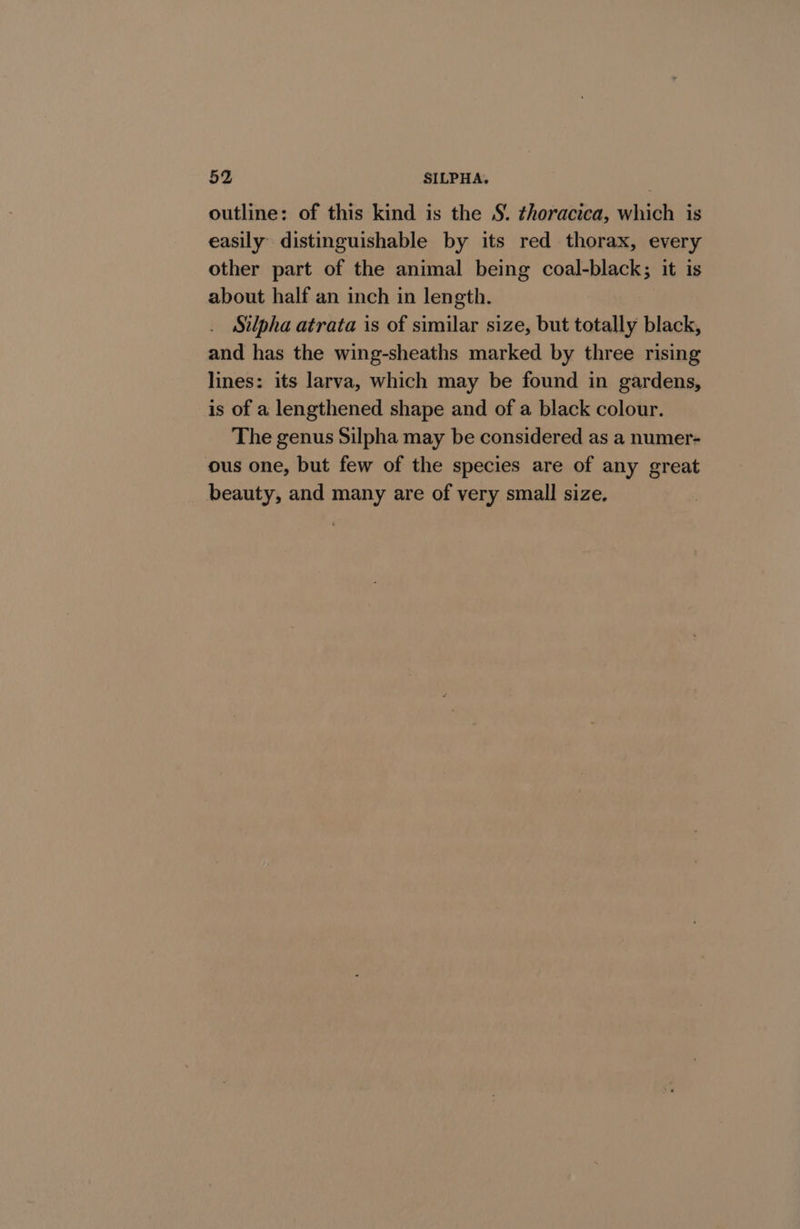 52 SILPHA, outline: of this kind is the §. ¢horacica, which is easily distinguishable by its red thorax, every other part of the animal being coal-black; it is about half an inch in length. . Silpha atrata is of similar size, but totally black, and has the wing-sheaths marked by three rising lines: its larva, which may be found in gardens, is of a lengthened shape and of a black colour. The genus Silpha may be considered as a numer- ous one, but few of the species are of any great beauty, and many are of very small size.