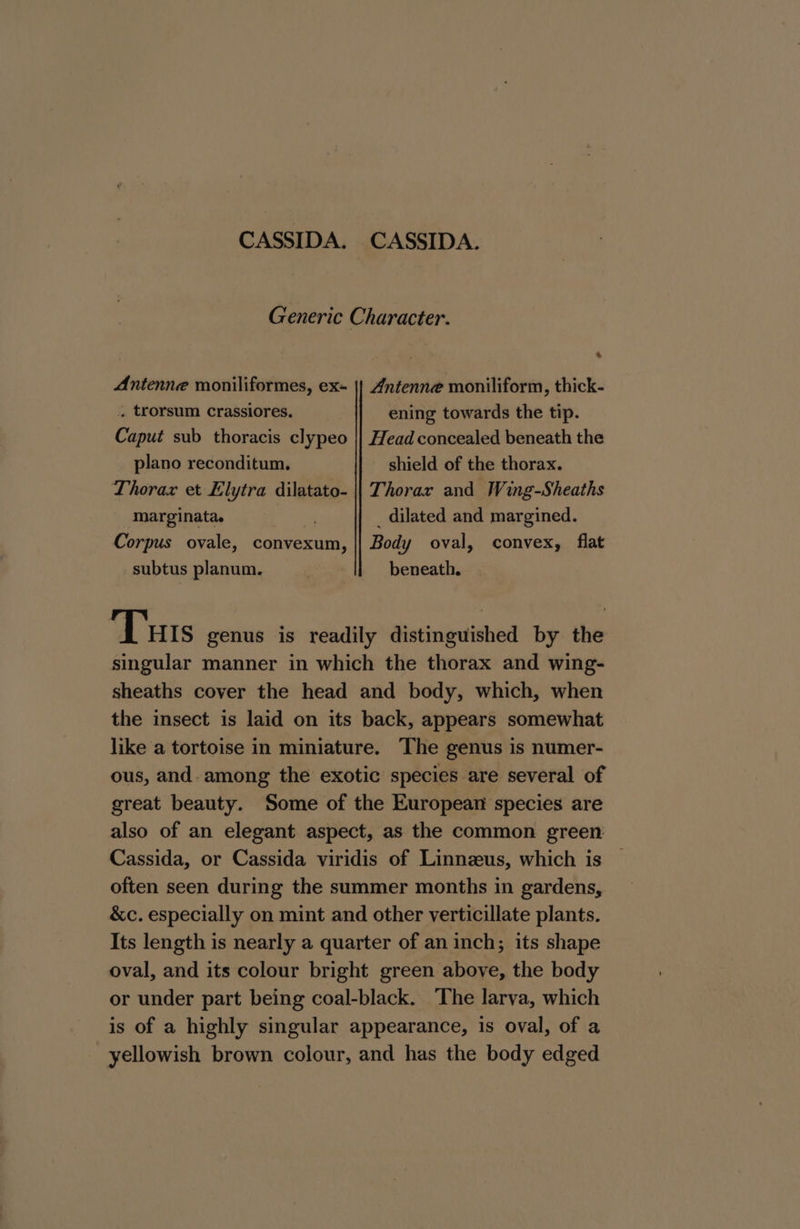 CASSIDA. CASSIDA. Generic Character. A Antenne moniliformes, ex- || Antenne moniliform, thick- , trorsum Crassiores. ening towards the tip. Caput sub thoracis clypeo || Head concealed beneath the plano reconditum. shield of the thorax. Thorax et Elytra dilatato- || Thorax and Wing-Sheaths marginata. | _ dilated and margined. Corpus ovale, convexum, || Body oval, convex, flat _subtus planum. beneath. Tus genus is readily distinguished by the singular manner in which the thorax and wing- sheaths cover the head and body, which, when the insect is laid on its back, appears somewhat like a tortoise in miniature. The genus is numer- ous, and.among the exotic species are several of great beauty. Some of the European species are also of an elegant aspect, as the common green Cassida, or Cassida viridis of Linnzeus, which is | often seen during the summer months in gardens, &amp;c. especially on mint and other verticillate plants. Its length is nearly a quarter of an inch; its shape oval, and its colour bright green above, the body or under part being coal-black. The larva, which is of a highly singular appearance, is oval, of a yellowish brown colour, and has the body edged