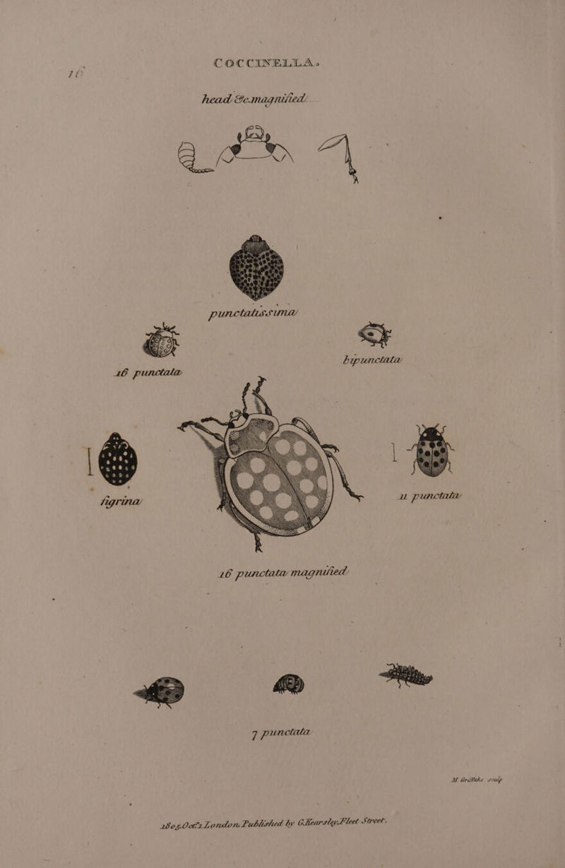 COCCINELLA. head &amp;e. magniied a ge 7 punctala Ue. Grifttths sculp