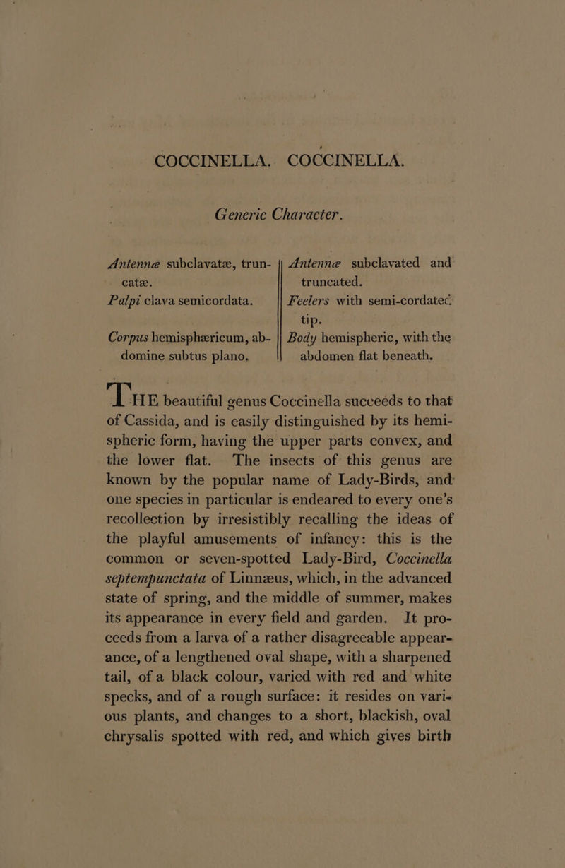 COCCINELLA. COCCINELLA. Generic Character. Antenne subclavate, trun- {| Antenne subclavated and cate. truncated. Palpi clava semicordata. Feelers with semi-cordatec. tip. Corpus hemisphericum, ab- |} Body hemispheric, with the domine subtus plano, abdomen flat beneath. Tue beautiful genus Coccinella succeeds to that of Cassida, and is easily distinguished by its hemi- spheric form, having the upper parts convex, and the lower flat. The insects of this genus are known by the popular name of Lady-Birds, and one species in particular is endeared to every one’s recollection by irresistibly recalling the ideas of the playful amusements of infancy: this is the common or seven-spotted Lady-Bird, Coccinella septempunctata of Linnzeus, which, in the advanced state of spring, and the middle of summer, makes its appearance in every field and garden. It pro- ceeds from a larva of a rather disagreeable appear- ance, of a lengthened oval shape, with a sharpened tail, of a black colour, varied with red and white specks, and of a rough surface: it resides on vari- ous plants, and changes to a short, blackish, oval chrysalis spotted with red, and which gives birth