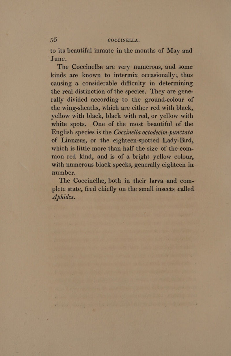 to its beautiful inmate in the months of May and June. The Coccinelle are very numerous, and some kinds are known to intermix occasionally; thus causing a considerable difficulty in determining the real distinction of the species. They are gene- rally divided according to the ground-colour of the wing-sheaths, which are either red with black, yellow with black, black with red, or yellow with white spots. One of the most beautiful of the English species is the Coccinella octodecim-punctata of Linnzeus, or the eighteen-spotted Lady-Bird, which is little more than half the size of the com- mon red kind, and is of a bright yellow colour, with numerous black specks, generally eighteen in number. The Coccinelle, both in their larva and com- plete state, feed chiefly on the small insects called A phides.