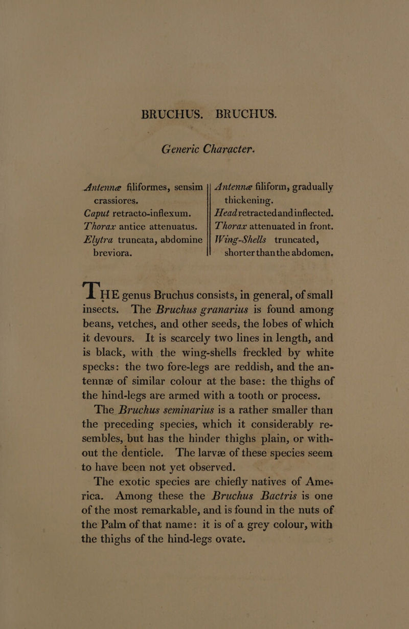 BRUCHUS. BRUCHUS. Generic Character. Antenne filiformes, sensim || dntenne filiform, gradually crassiores. | thickening. Caput retracto-inflexum. Headretractedandinflected. Thorax antice attenuatus. || Zhorax attenuated in front. Elytra truncata, abdomine || Wing-Shells truncated, breviora. shorter thanthe abdomen. Tue genus Bruchus consists, in general, of small insects. The Bruchus granarius is found among beans, vetches, and other seeds, the lobes of which it devours. It is scarcely two lines in length, and is black, with the wing-shells freckled by white specks: the two fore-legs are reddish, and the an- tennz of similar colour at the base: the thighs of the hind-legs are armed with a tooth or process. The Bruchus seminarius is a rather smaller than the preceding species, which it considerably re- sembles, but has the hinder thighs plain, or with- out the denticle. The larvee of these species seem to have been not yet observed. The exotic species are chiefly natives of Ame: rica. Among these the Bruchus Bactris is one of the most remarkable, and is found in the nuts of the Palm of that name: it is of a grey colour, with the thighs of the hind-legs ovate. |
