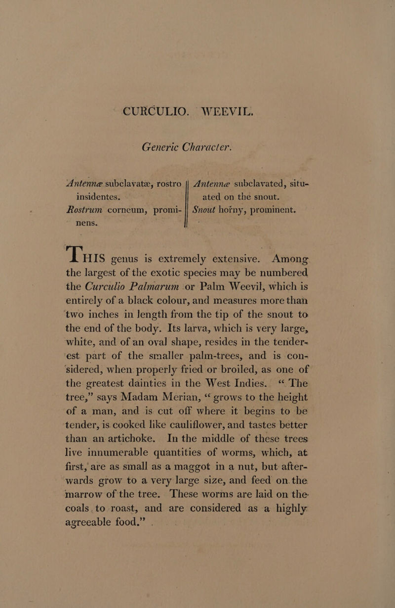 CURCULIO. WEEVIL. Generic Character. ‘Antenne subclavatx, rostro || Antenne subclavated, situ- insidentes. ated on the snout. Rostrum corneum, promi- || Snout hotny, prominent. nens. : Tu IS genus is extremely extensive. Among the largest of the exotic species may be numbered the Curculio Palmarum ‘or Palm Weevil, which is entirely of a black colour, and measures more than two inches in Jength from the tip of the snout to the end of the body. Its larva, which is very large, white, and of an oval shape, resides in the tender- est. part of the smaller palm-trees, and is con- ‘sidered, when properly fried or broiled, as one of the greatest dainties in the West Indies. “ The tree,’ says Madam Merian, “ grows to the height of a man, and is cut off where it’ begins to be ‘tender, is. cooked like cauliflower, and tastes better than an artichoke. In the middle of these trees live innumerable quantities of worms, which, at first, are as small as a maggot in a nut, but after- wards grow to avery large size, and feed on.the marrow of the tree. These worms are laid on the coals.to roast, and are considered as a epee he agreeable food.”