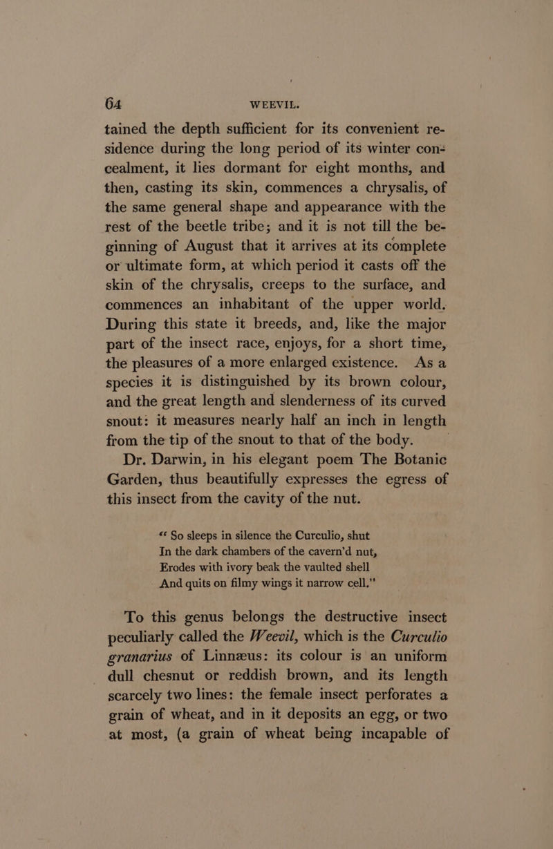tained the depth sufficient for its convenient re- sidence during the long period of its winter con- cealment, it lies dormant for eight months, and then, casting its skin, commences a chrysalis, of the same general shape and appearance with the rest of the beetle tribe; and it is not till the be- ginning of August that it arrives at its complete or ultimate form, at which period it casts off the skin of the chrysalis, creeps to the surface, and commences an inhabitant of the upper world. During this state it breeds, and, like the major part of the insect race, enjoys, for a short time, the pleasures of a more enlarged existence. Asa species it is distinguished by its brown colour, and the great length and slenderness of its curved snout: it measures nearly half an inch in length from the tip of the snout to that of the body. Dr. Darwin, in his elegant poem The Botanic Garden, thus beautifully expresses the egress of this insect from the cavity of the nut. *¢ So sleeps in silence the Curculio, shut In the dark chambers of the cavern’d nut, Erodes with ivory beak the vaulted shell And quits on filmy wings it narrow cell.” To this genus belongs the destructive insect peculiarly called the Weevil, which is the Curculio granarius of Linnzus: its colour is an uniform dull chesnut or reddish brown, and its length scarcely two lines: the female insect: perforates a grain of wheat, and in it deposits an egg, or two at most, (a grain of wheat being incapable of