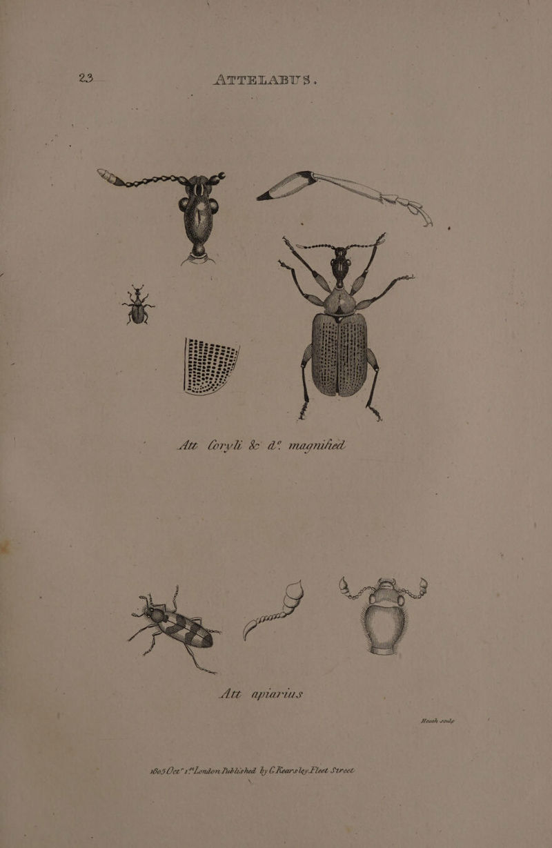 23 ATTELABUS. Ww Bees Lia LRT) | tatan r) ri I Pond da Seta! Sate (i essee : 1.6608 py ese Att lorvli &amp; ad? magnified Heath seulp 1605 Oce” 18'Lonion Tubleshed hy 6 Kears ley Fleet Strect