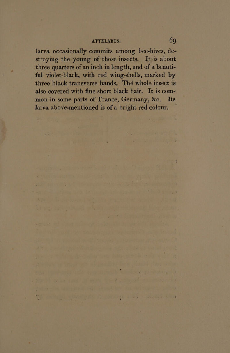 ATTELABUS. 69 larva occasionally commits among bee-hives, de- stroying the young of those insects. It.is about three quarters of an inch in length, and of a beauti- ful violet-black, with red wing-shells, marked by three black transverse bands. Thé whole insect is also covered with fine short black hair. It is com- mon in some parts of France, Germany, &amp;c. Its larva above-mentioned is of a bright red colour.