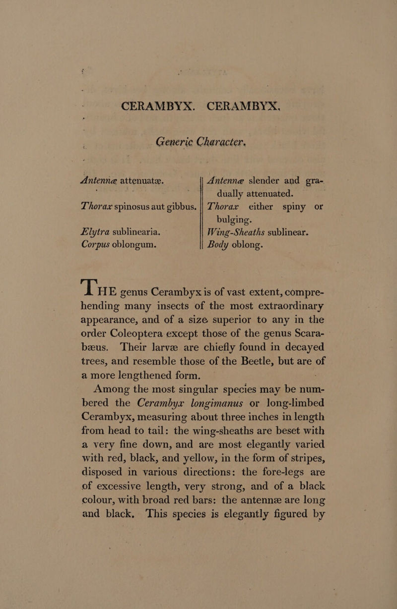 CERAMBYX. CERAMBYX. Generic Character. Antenne attenuate. Antenne slender and gra- dually attenuated. : Thorax spinosus aut gibbus. || Thorax either spiny or bulging. Elytra sublinearia. - Wing-Sheaths sublinear. Corpus oblongum. Body oblong. Tue genus Cerambyx is of vast extent, compre- hending many insects of the most extraordinary appearance, and of a size superior to any in the order Coleoptera except those of the genus Scara- » beeus. Their larve are chiefly found in decayed trees, and resemble those of the Beetle, but are of a more lengthened form. Among the most singular species may be num- bered the Cerambyx longimanus or long-limbed Cerambyx, measuring about three inches in length from head to tail: the wing-sheaths are beset with a very fine down, and are most elegantly varied with red, black, and yellow, in the form of stripes, disposed in various directions: the fore-legs are of excessive length, very strong, and of a black colour, with broad red bars: the antennz are long and black, This species is elegantly figured by