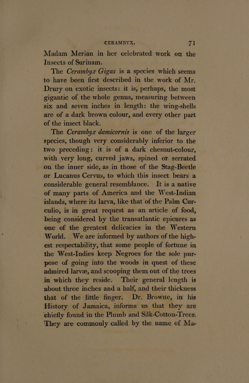 Madam Merian in her celebrated work on the Insects of Surinam. The Cerambyx Gigas is a species which seems to have been first described in the work of Mr. Drury on exotic insects: it is, perhaps, the most gigantic of the whole genus, measuring between six and seven inches in length: the wing-shells are of a dark brown colour, and every other part of the insect black. The Cerambyx damicornis is one of the larger species, though very considerably inferior to the two preceding: it.is of a dark chesnut-colour, with very long, curved jaws, spined of. serrated on the inner side, as in those of the Stag-Beetle or Lucanus Cervus, to which this inseet bears a considerable general resemblance. It is a native of many parts of America.and the West-Indian islands, where its larva, like that of the Palm Cur- culio, is m great request as an article of food, being considered by the transatlantic epicures as one of the greatest delicacies in the Western World. We are informed by authors of the high- est respectability, that some people of fortune in the West-Indies keep Negroes for the sole pur- pose of going into the woods im quest of these admired larve, and scooping them out of the trees in which they reside. Their general length is about three inches and a half, and their thickness that of the little finger. Dr. Browne, in his History of Jamaica, informs us that they are chiefly found in the Plumb and Silk-Cotton-Trees. They are commonly called by the name of Ma