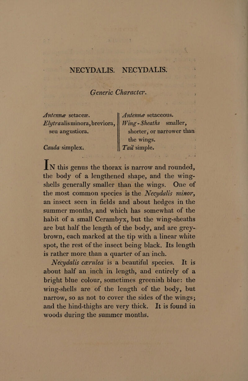 NECYDALIS. NECYDALIS. Generic. Character. aoe Antenne setacee. Antenné setaceous. Elytraalisminora, breviora, || Wing-Sheaths smaller, seu angustiora. — shorter, or narrower than | the wings. Cauda simplex. Tai simple. I N this genus the thorax is narrow and rounded, the body of a lengthened shape, and the wing- shells generally smaller than the wings. One of the most common species is the Necydulis minor, an insect seen in fields and about hedges in the summer months, and which has somewhat of the habit of a small Cerambyx, but the wing-sheaths are but half the length of the body, and are grey- brown, each marked at the tip with a linear white spot, the rest of the insect being black. Its length is rather more than a quarter of an inch. Necydalis cerulea is a beautiful species. It is about half an inch in length, and entirely of a bright blue colour, sometimes greenish blue: the wing-shells are of the length of the body, but narrow, so as not to cover the sides of the wings; and the hind-thighs are very thick. It is found in woods during the summer months.