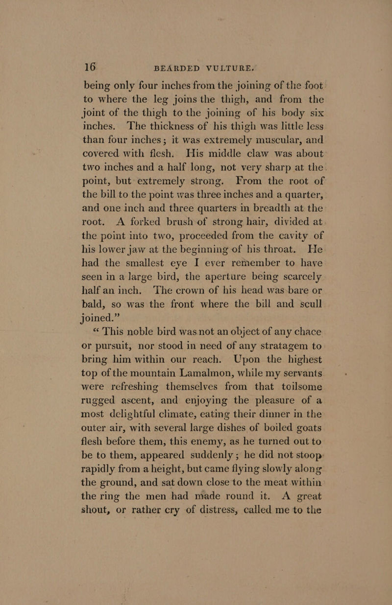 being only four inches from the joining of the foot to where the leg joins the thigh, and from the joint of the thigh to the joining of his body six inches. The thickness of his thigh was little less than four inches; it was extremely muscular, and covered with flesh. His middle claw was about two inches and a half long, not very sharp at the. point, but extremely strong. From the root of the bill to the point was three inches and a quarter, and one inch and three quarters in breadth at the root. A forked brush of strong hair, divided at the point into two, proceeded from the cavity of his lower jaw at the beginning of his throat. He had the smallest eye I ever remember to have seen in a large bird, the aperture being scarcely half an inch. The crown of his head was-bare or bald, so was the front where the bill and scull joined.” “This noble bird was not an object of any chace or pursuit, nor stood in need of any stratagem to bring him within our reach. Upon the highest top of the mountain Lamalmon, while my servants. were refreshing themselves from that toilsome rugged ascent, and enjoying the pleasure of a most delightful climate, eating their dinner in the outer air, with several large dishes of boiled goats flesh before them, this enemy, as he turned out to be to them, appeared suddenly; he did not stoop: rapidly from a height, but came flying slowly along the ground, and sat down close'to the meat within the ring the men had made round it. &lt;A great shout, or rather cry of distress, called me to the
