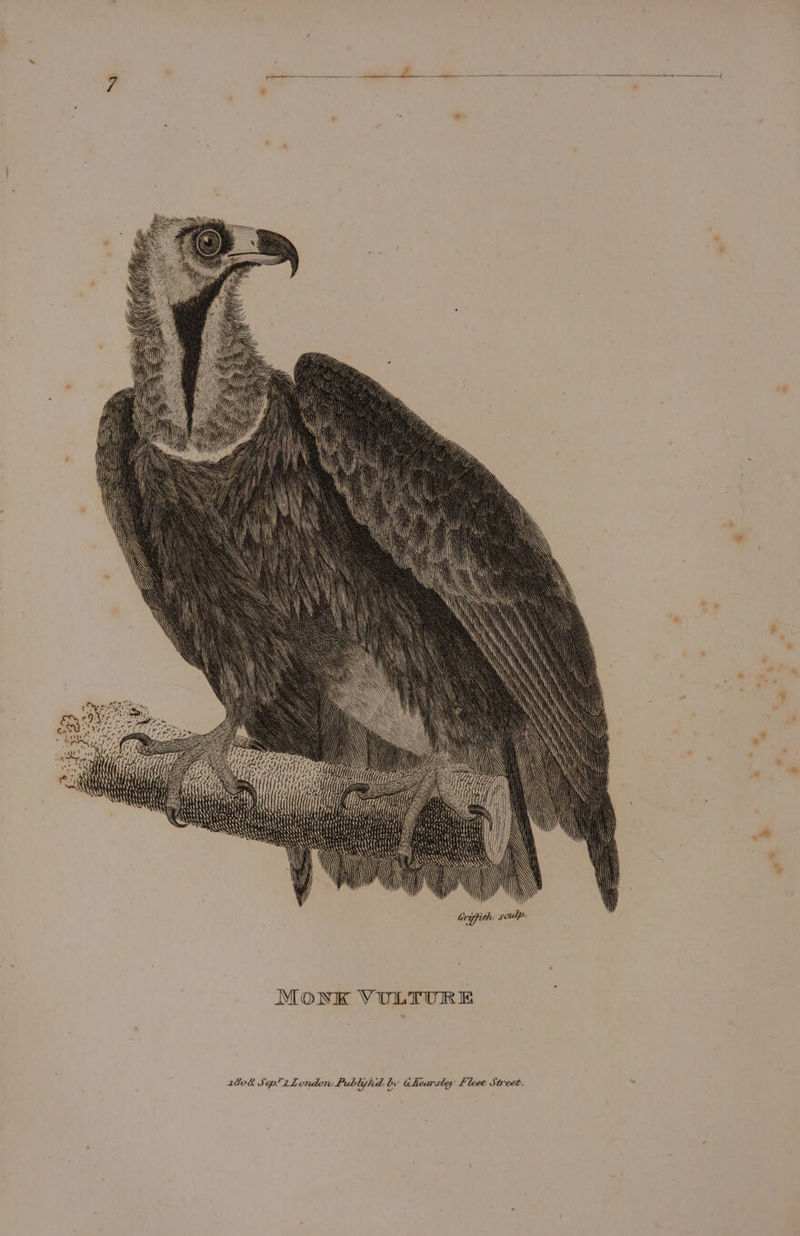 \ SSAA ETS Ry SQ MONK VULTURE »*