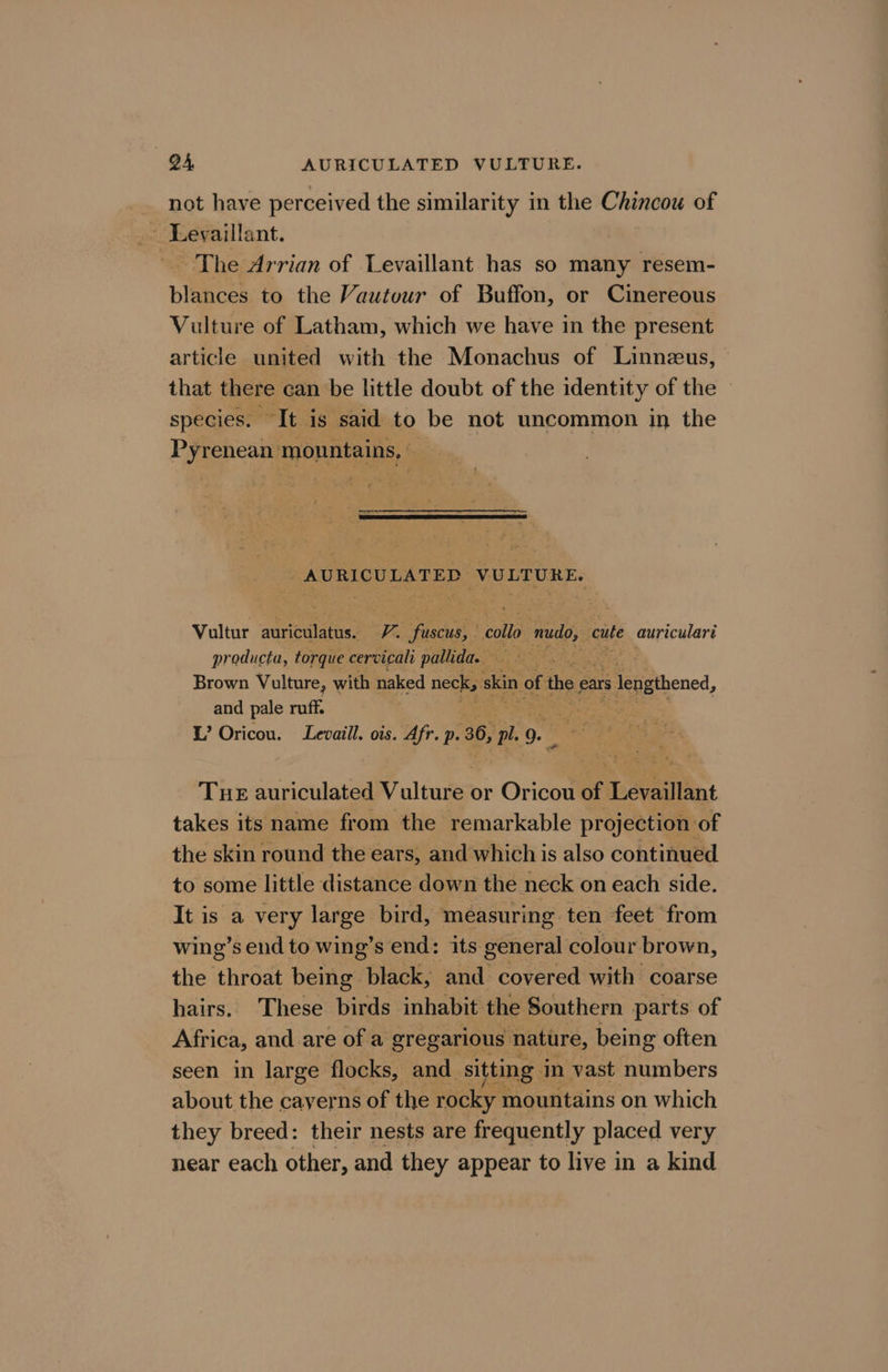 24, AURICULATED VULTURE. not have perceived the similarity in the Chincou of ~ Leyaillant. The Arrian of Levaillant has so many resem- blances to the Vautour of Buffon, or Cinereous Vulture of Latham, which we have in the present article united with the Monachus of Linnzus, that there can be little doubt of the identity of the species. It is said to be not uncommon in the Pyrenean mountains, 3 AURICULATED ae Vultur auriculatus. aA fuscia; colle. nudo, cute auriculart producta, torque cervicali pallida. } yee Brown Vulture, with naked neck, skin of the ¢ ears Be Rtened, and pale ruff. L’ Oricou. Levaill. ois. Afr. p. 36, my 9. THE auriculated oleae or Oricou of bevaltiat takes its name from the remarkable projection of the skin round the ears, and which is also continued to some little distance down the neck on each side. It is a very large bird, measuring ten feet from wing’s end to wing’s end: its general colour brown, the throat being black, and covered with coarse hairs. These birds inhabit the Southern parts of Africa, and are of a gregarious: nature, being often seen in large flocks, and sitting in vast numbers about the cayerns of the rocky mountains on which they breed: their nests are frequently placed very near each other, and they appear to live in a kind