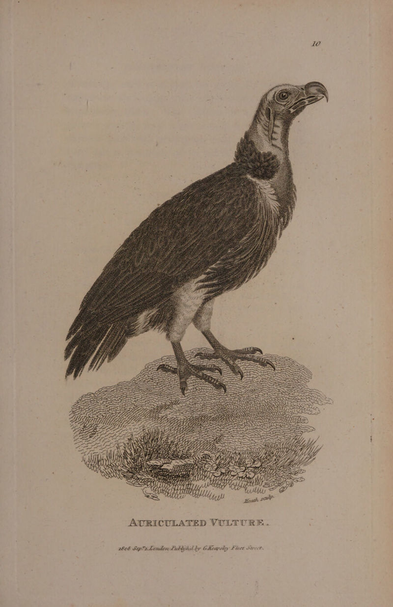 LO lf | Ul UY We ) L , aw = om a 18! Yi Uy ) AURICULATED VULTURE. © 77.Londti Lublijhd by GHeapsley Fleet Street. 2b0E Sep