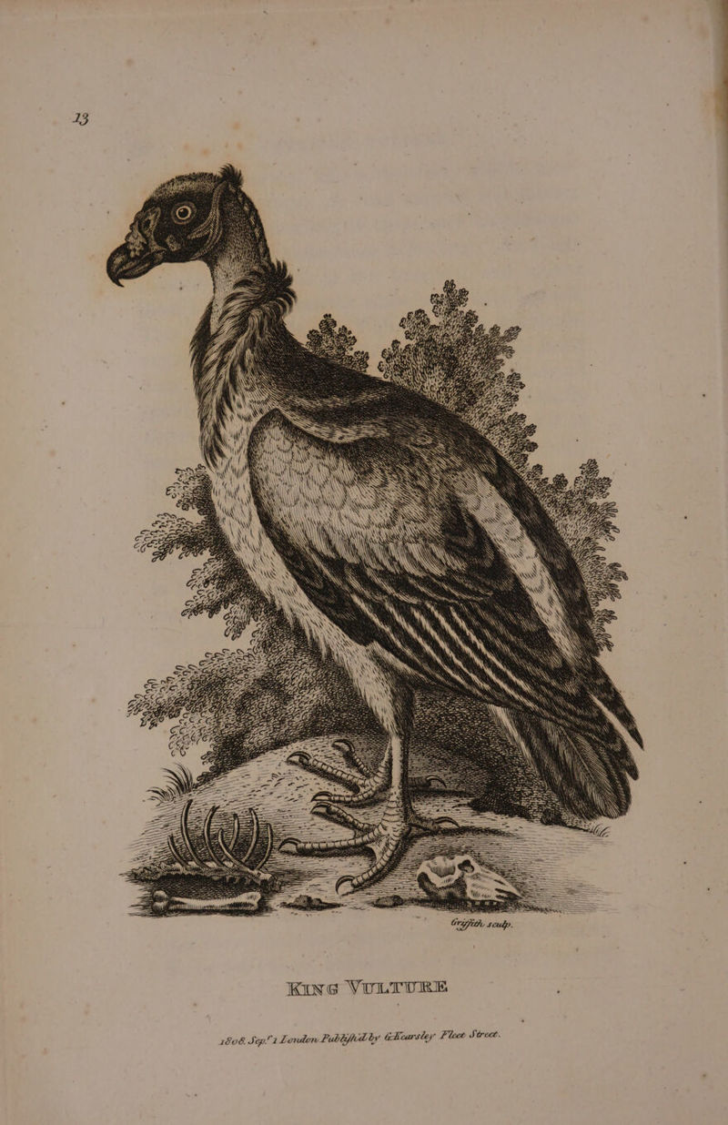 13 \\\ AY \ Kine VULTURE 1808. Sep’ 1 Londew Publifd by GIcarsley Fleet Street.