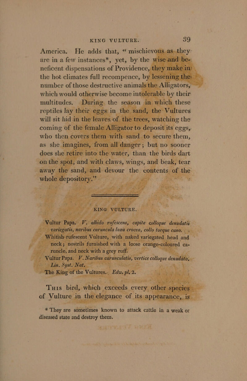 America. He adds that, ‘ mischievous are in a few instances*, yet, by the wise neficent dispensations of Providence, they mak the hot climates full recompence, by lessening th number of those destructive animals the A ligators, which would otherwise become intolerab! by their multitudes. During eason in which these reptiles lay th in t will sit hi 2 Pig ‘ oS { who then overs them sa to st cure them, it . l ms 3 but = SAVIN EWA
