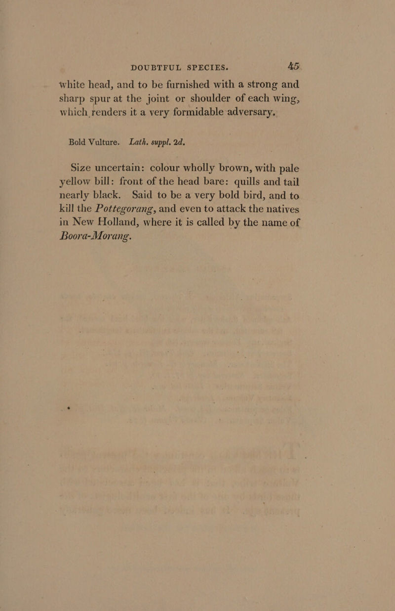 white head, and to be furnished with a strong and sharp spur at the joint or shoulder of each wing, which renders it a very formidable adversary. Bold Vulture. Lath. suppl. 2d. Size uncertain: colour wholly brown, with pale yellow bill: front of the head bare: quills and tail nearly black. Said to be a very bold bird, and to kill the Pottegorang, and even to attack the natives in New Holland, where it is called by the name of Boora-Morang.