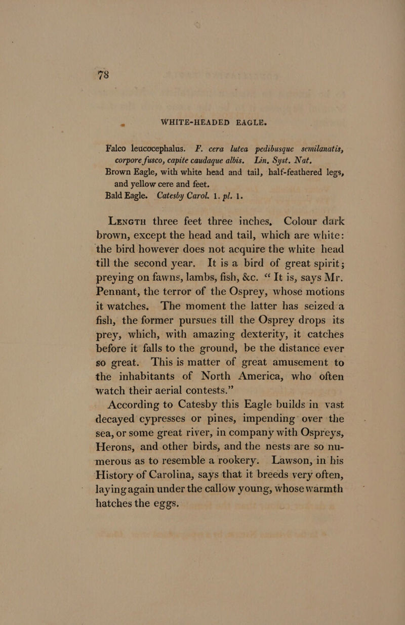 m WHITE-HEADED EAGLE. Falco leucocephalus. F. cera lutea pedibusque semilanatis, corpore fusco, capite caudaque albis. Lin, Syst. Nat. Brown Eagle, with white head and tail, half-feathered legs, and yellow cere and feet. Bald Eagle. Catesby Carol. 1. pl. 1. Lenetu three feet three inches, Colour dark brown, except the head and tail, which are white: the bird however does not acquire the white head till the second year. It isa bird of great spirit; preying on fawns, lambs, fish, &amp;c. “‘ It is, says Mr. Pennant, the terror of the Osprey, whose motions it watches. The moment the latter has seized:a fish, the former pursues till the Osprey drops its prey, which, with amazing dexterity, it catches before it falls to the ground, be the distance ever so great. ‘This is matter of great amusement to the inhabitants of North America, who often watch their aerial contests.” According to Catesby this Eagle builds in vast decayed cypresses or pines, impending’ over the sea, or some great river, in company with Ospreys, Herons, and other birds, and the nests are so nu- merous as to resemble a rookery. Lawson, in his History of Carolina, says that it breeds very often, laying again under the callow young, whose warmth hatches the eggs.